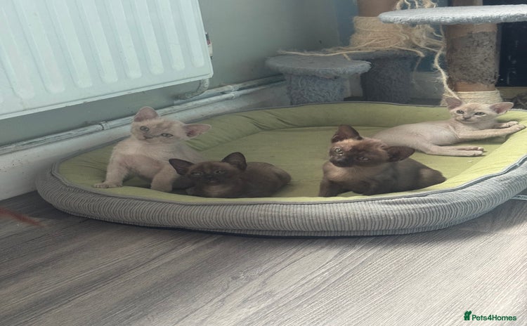 Burmese cats - Advert 2