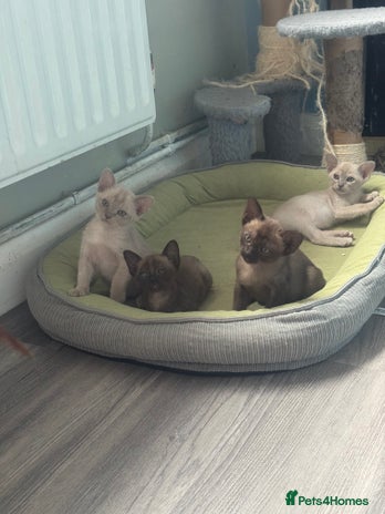Burmese cats - Advert 3