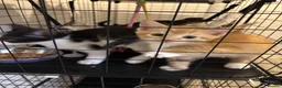 Mixed Breed cats for sale: Beautiful kittens in Ingatestone - Advert 12