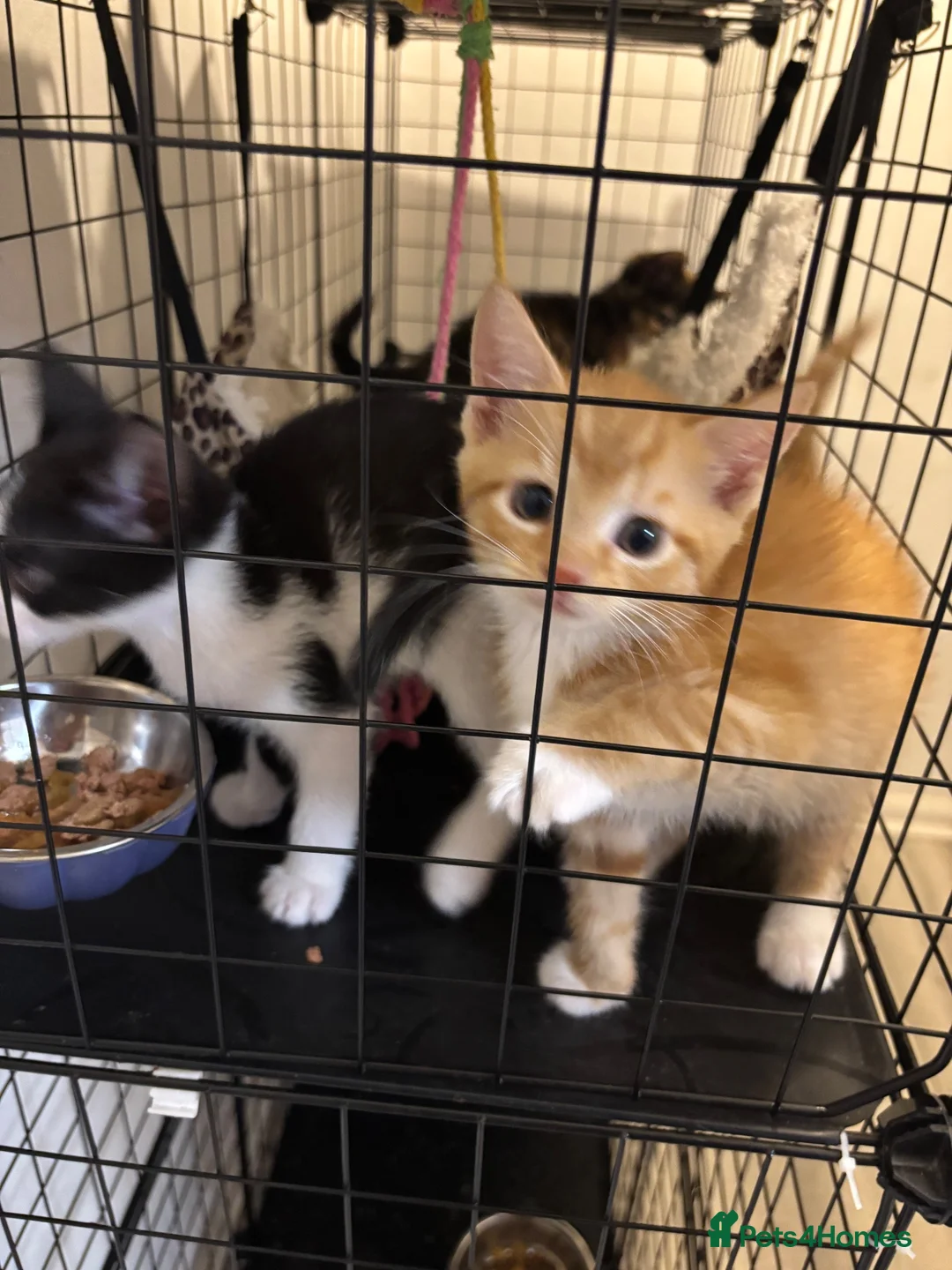 Mixed Breed cats for sale: Beautiful kittens in Ingatestone - Advert 12