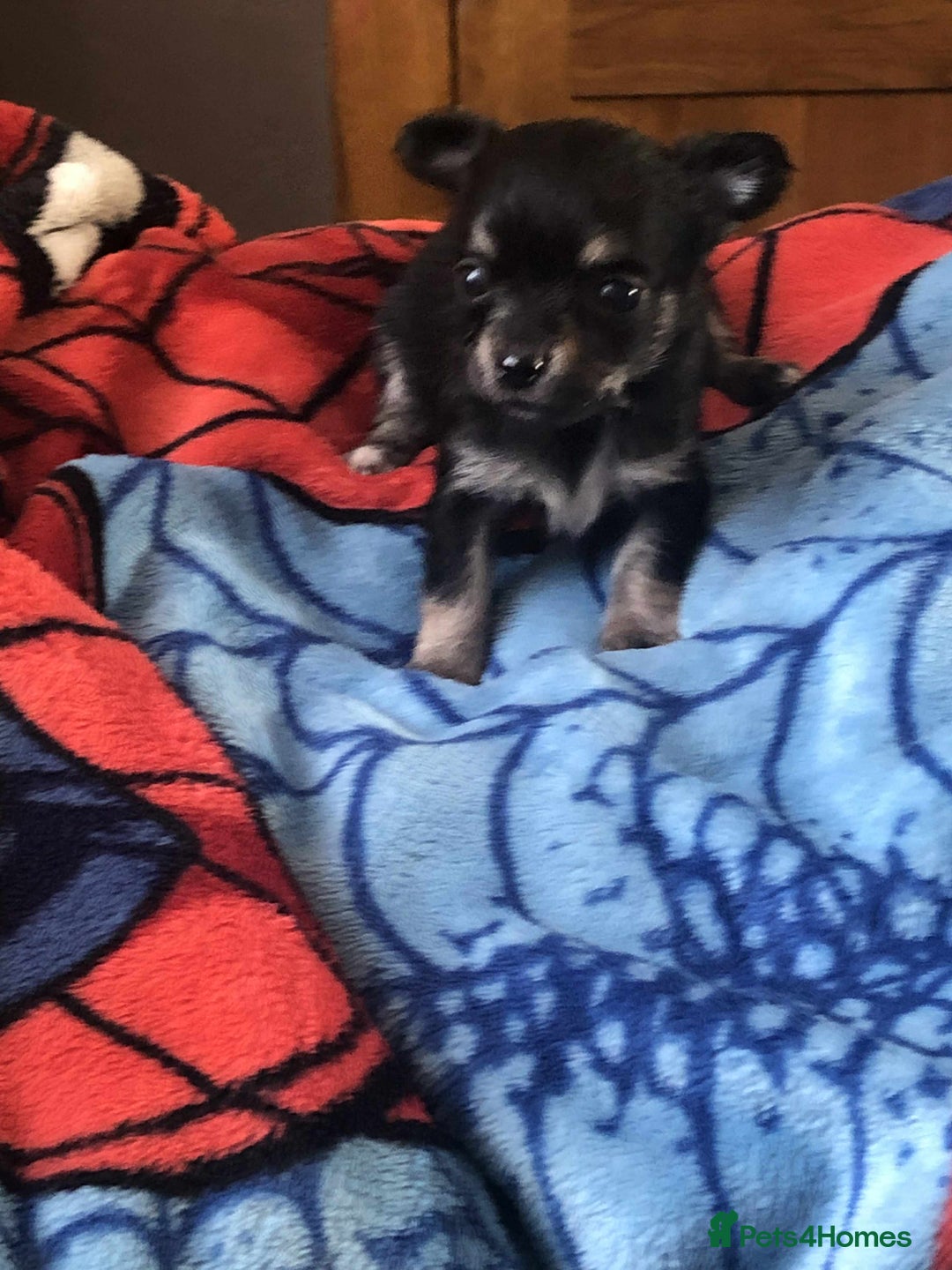 Chihuahua dogs for sale: two black and tan chuahua puppies  - Image 3