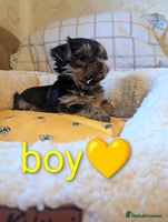 Yorkshire Terrier dogs - Advert 4