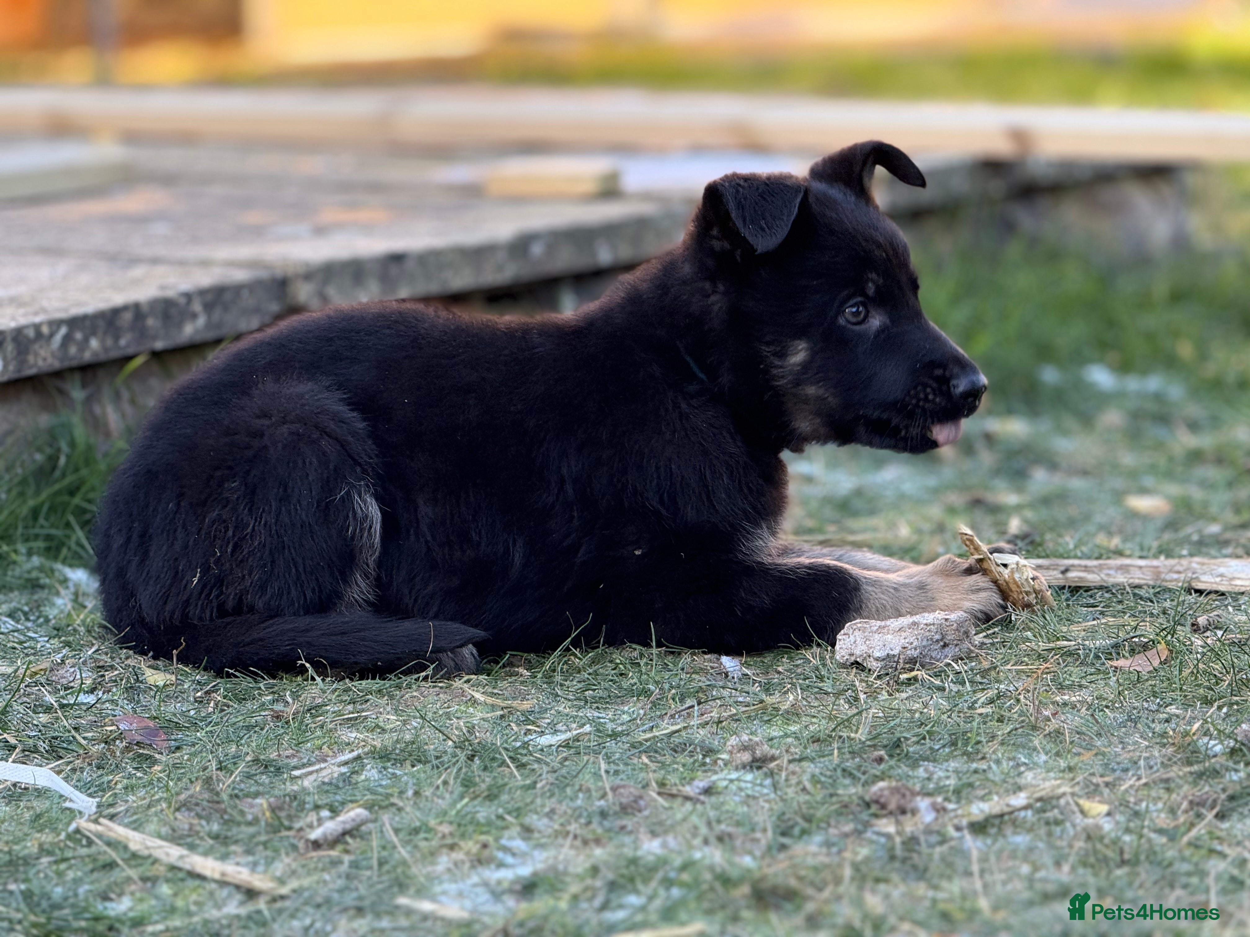 German Shepherd dogs German Shepherd Puppy  - Advert 1