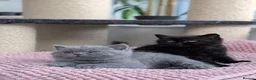 British Longhair cats for sale: GCCF British Longhair - Advert 7