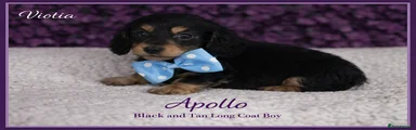 Apollo