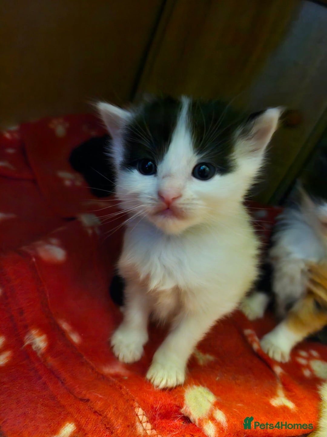 Maine Coon cats for sale: Maine Coon Cross Kittens - Advert 11