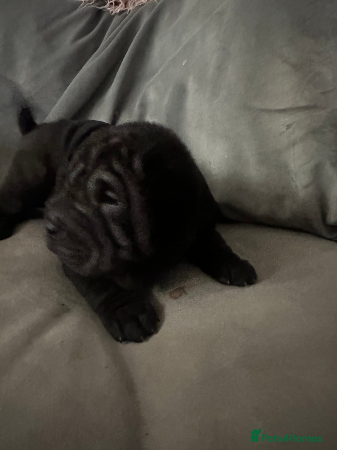 Shar Pei dogs for sale: Bear coat shar pei - Advert 6