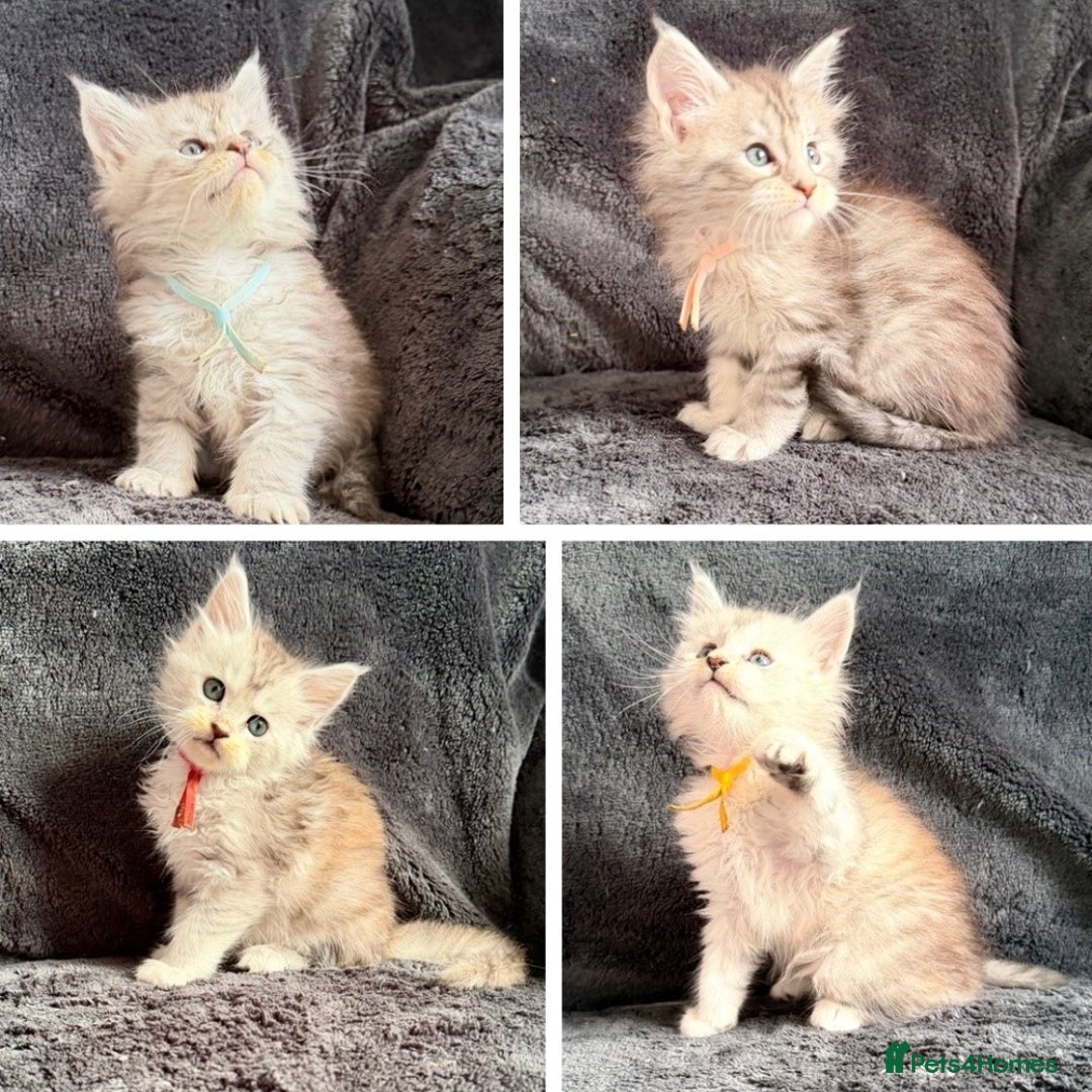 Maine Coon cats for sale: 🐾 TICA-Registered Maine Coon Kittens🐾 - Advert 1