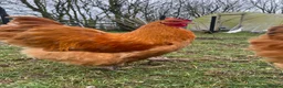 Chickens poultry for sale: Buff Orpington cockerels  in Dalton-in-Furness - Advert 5