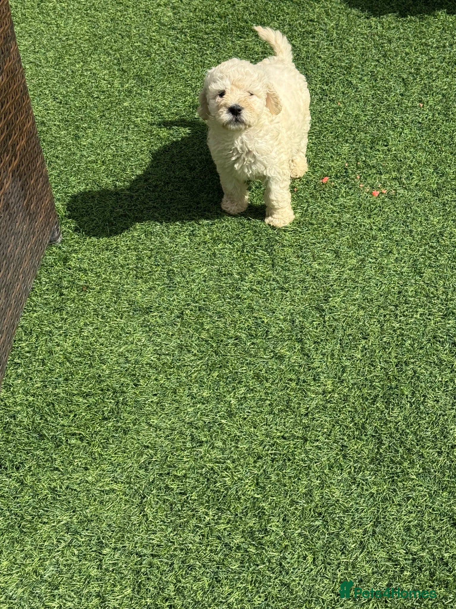 Goldendoodle dogs Goldendoodle puppies for sale ready to leave  - Advert 2