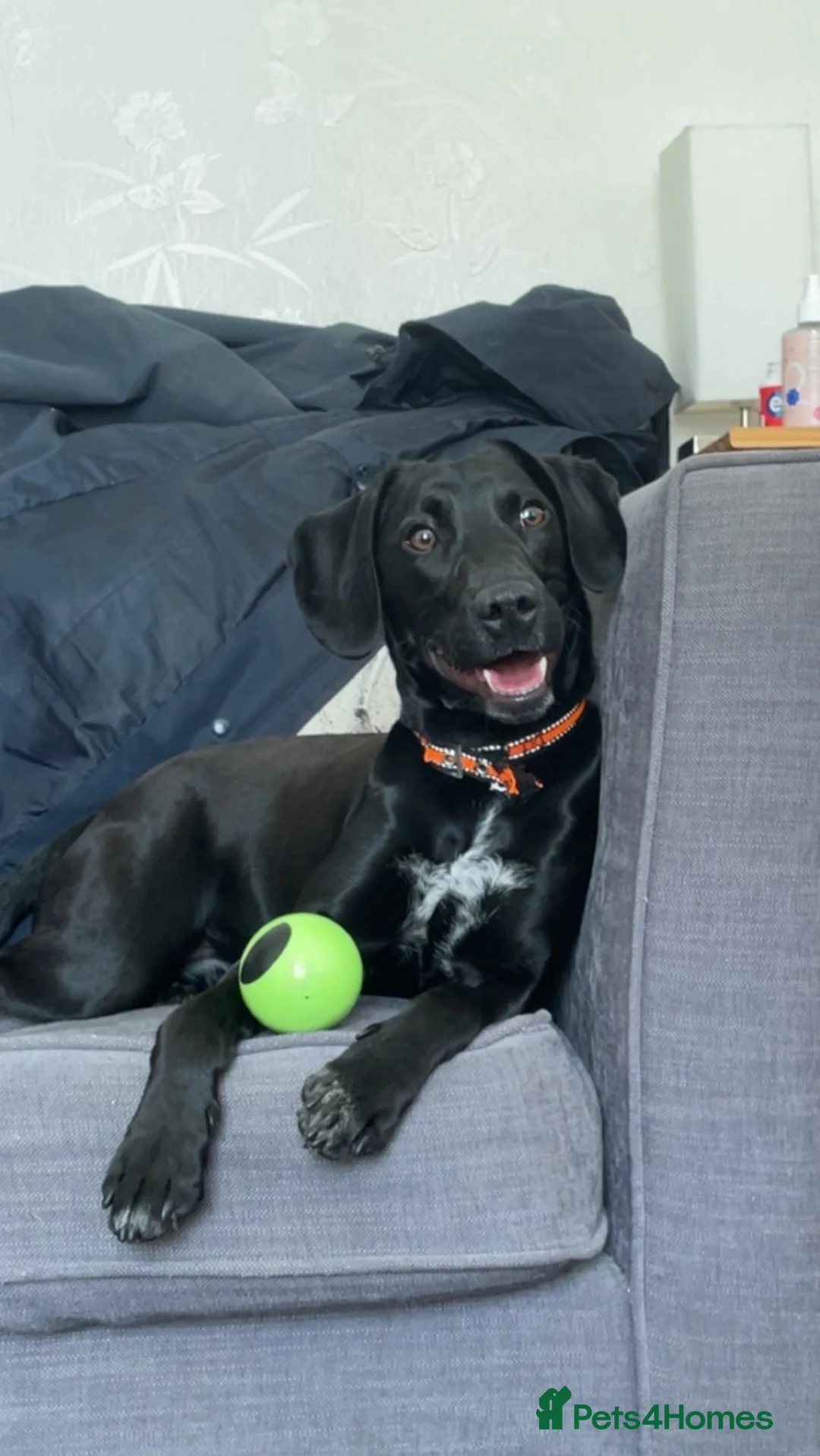 Springador dogs for sale: Springador 1 year old in Chester-le-Street - Advert 7