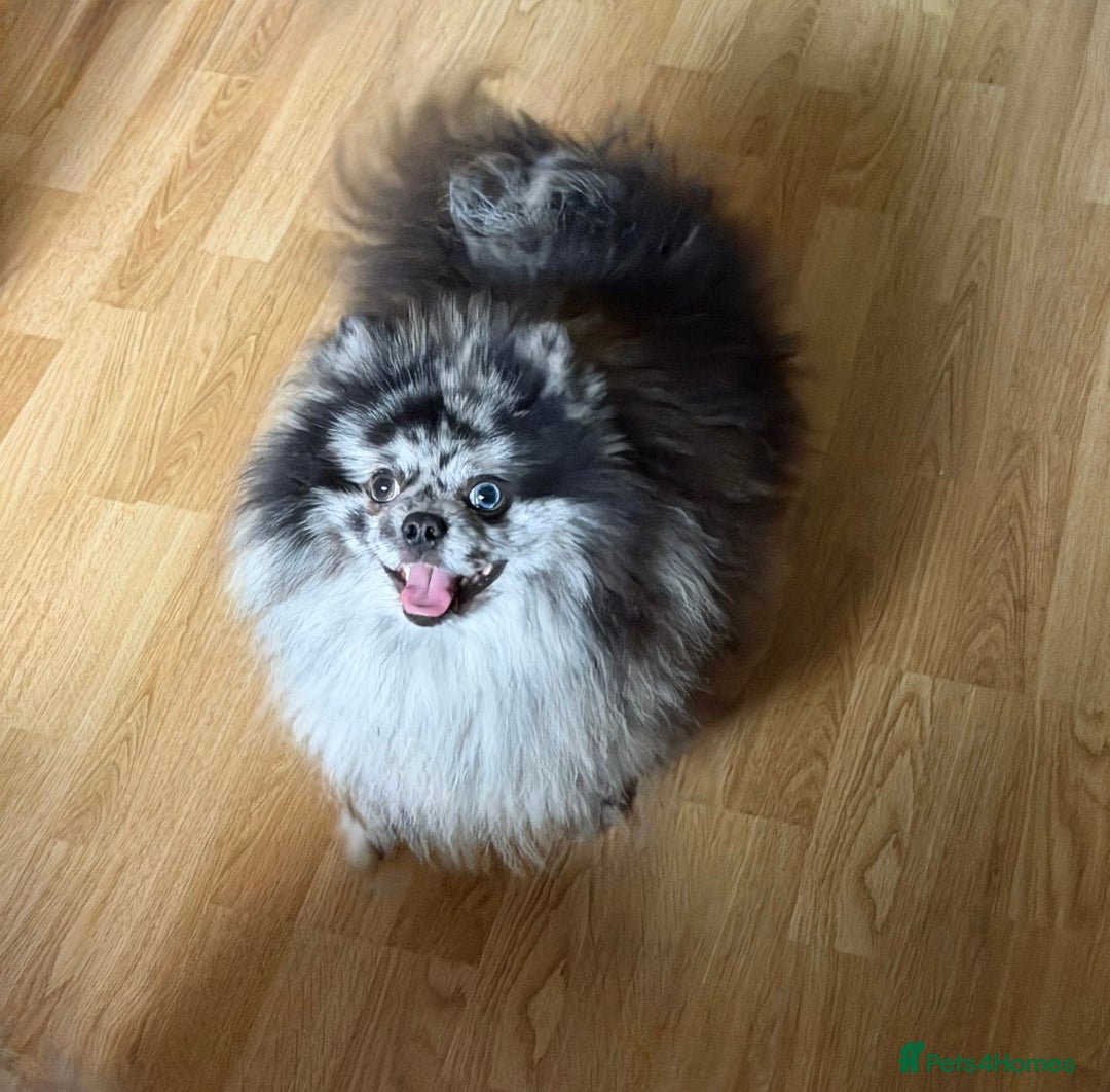 Pomeranian dogs for sale:  Adult merle Pomeranians reduced 🌈 - Advert 3