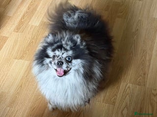 Pomeranian dogs Adult merle Pomeranians reduced 🌈 - Advert 7