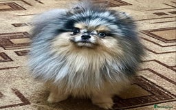 Pomeranian dogs for sale: Lovely boy pup available to good home only - Image 8