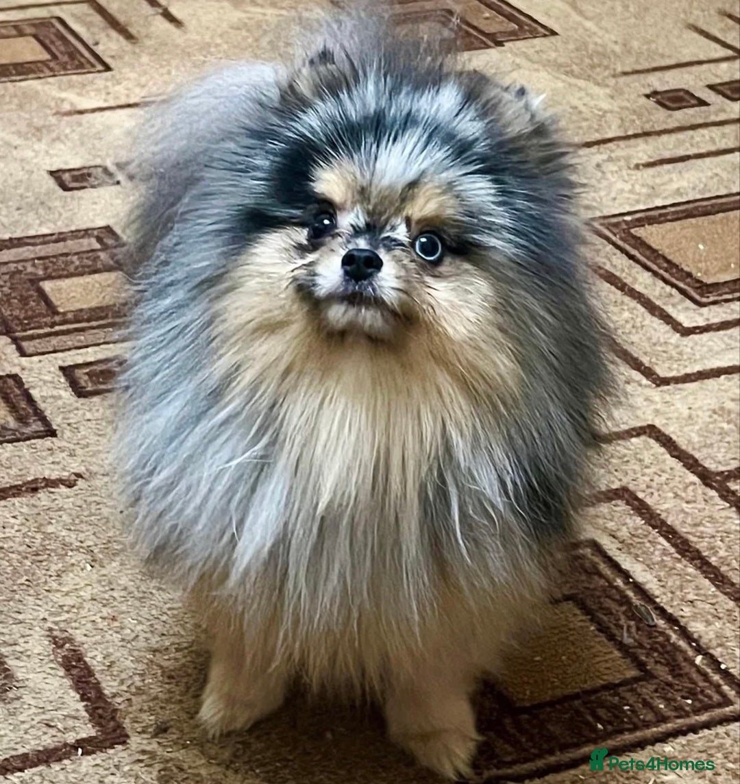 Pomeranian dogs for sale: Lovely boy pup available to good home only - Image 8