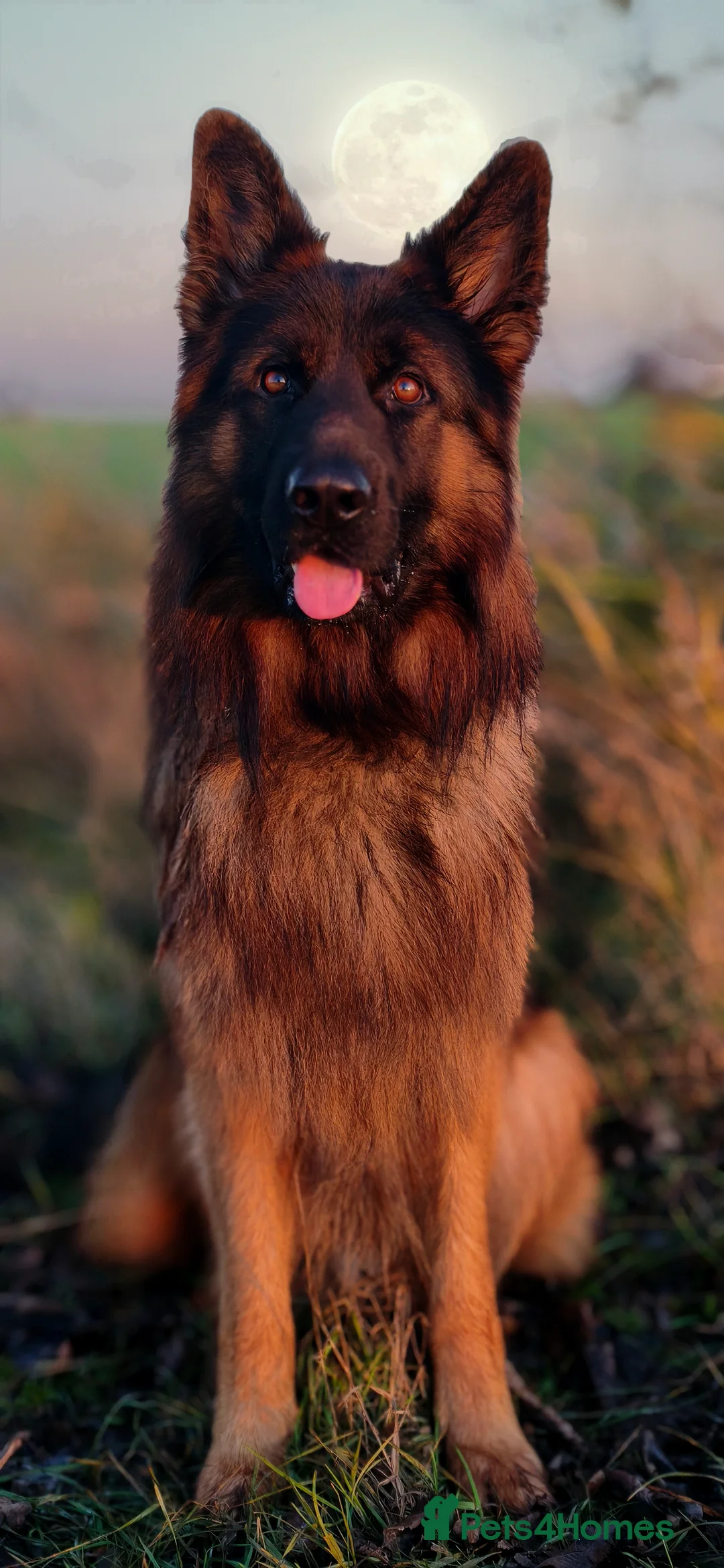 German Shepherd dogs for stud: Long Haired German shepherd  - Advert 2