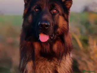 German Shepherd dogs Long Haired German shepherd - Advert 2