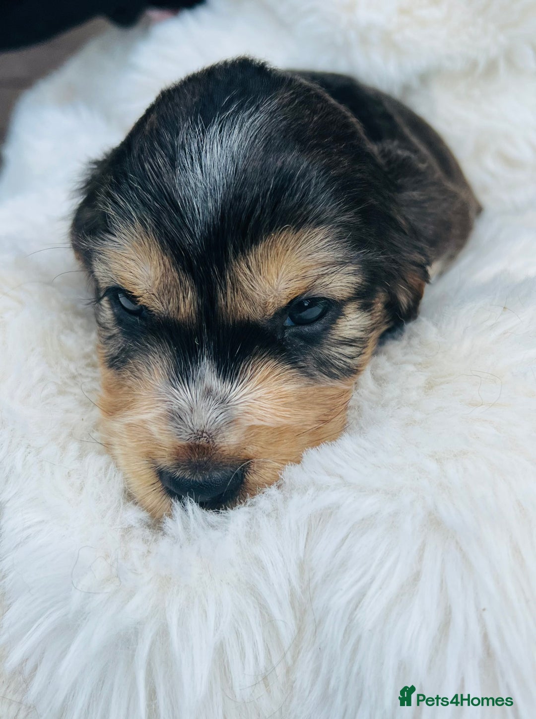 Cocker Spaniel dogs for sale: Gorgeous show type cocker spaniels - Image 13