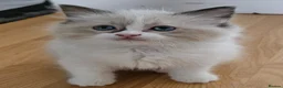 Ragdoll cats for sale: STUNNING GCCF REGISTERED KITTENS  - Advert 12