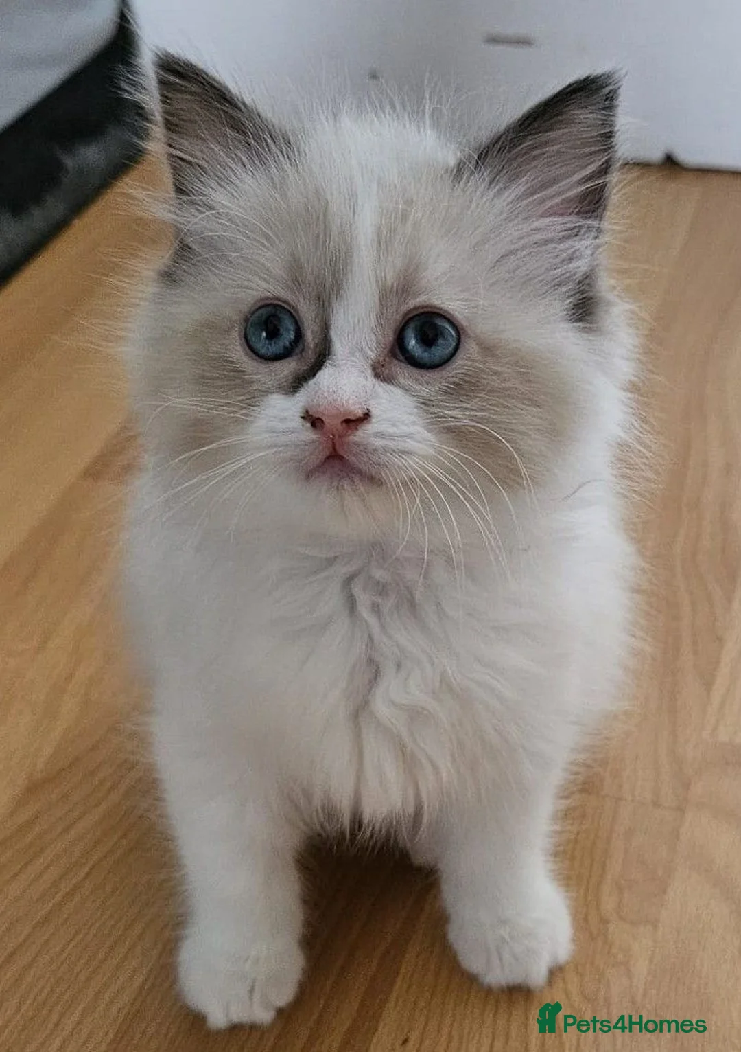Ragdoll cats for sale: STUNNING GCCF REGISTERED KITTENS  - Advert 12