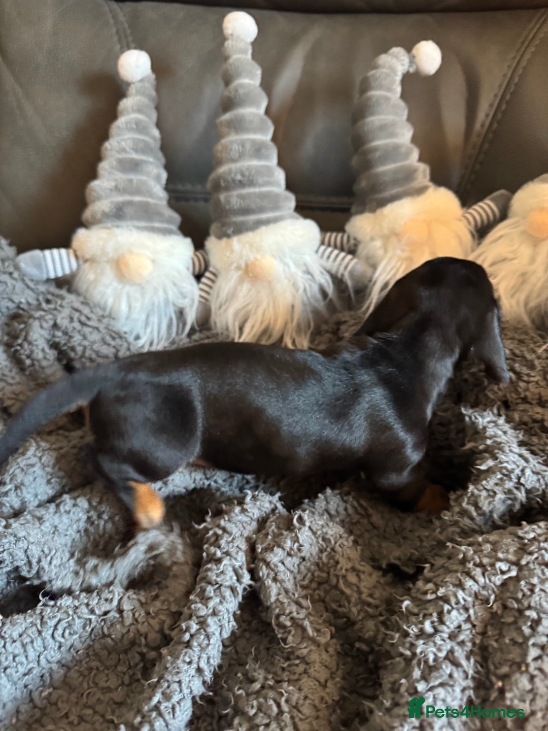 Dachshund dogs for sale: 3 Dachshunds will be ready for  **  - Advert 13