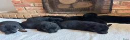 German Shepherd dogs for sale: Quality Litter of GSD Puppy’s @icepack - Advert 6