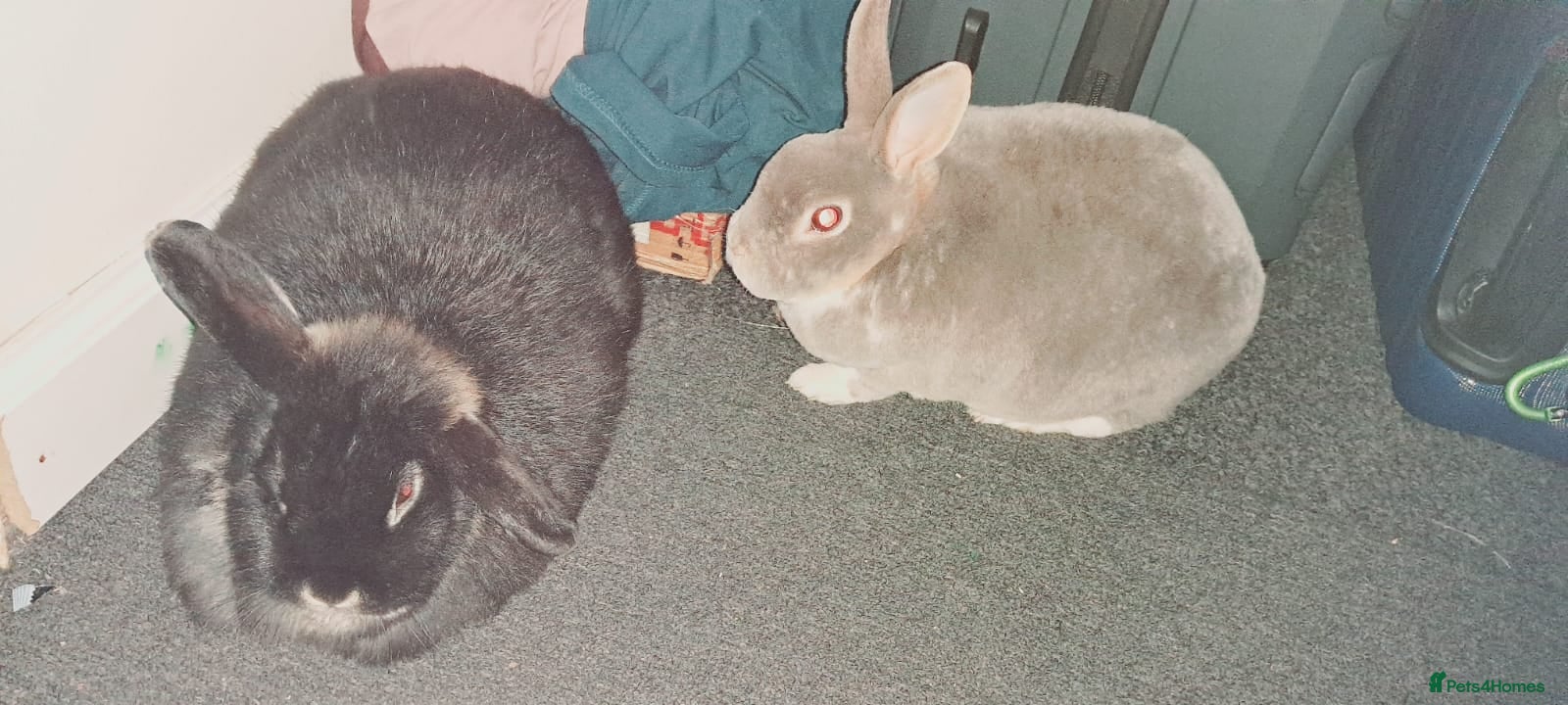 Mixed Breed rabbits Rabbits for sale - Advert 5