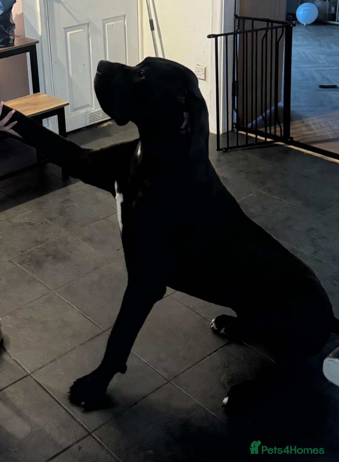 Great Dane dogs for sale: Black & white Great Dane  - Advert 2