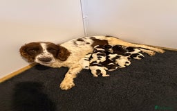 English Springer Spaniel dogs for sale: Springer spaniel pups  - Image 5