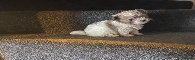 Maltipoo Puppy 1