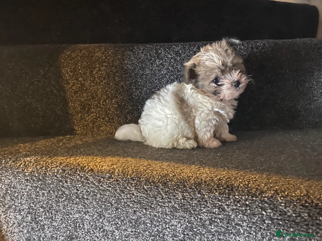 Maltipoo dogs for sale: Teddy bear multipoo puppy available - Advert 1