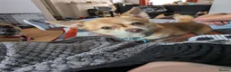 Chihuahua dogs for stud: Beautiful Male Chihuahua for stud - Advert 13