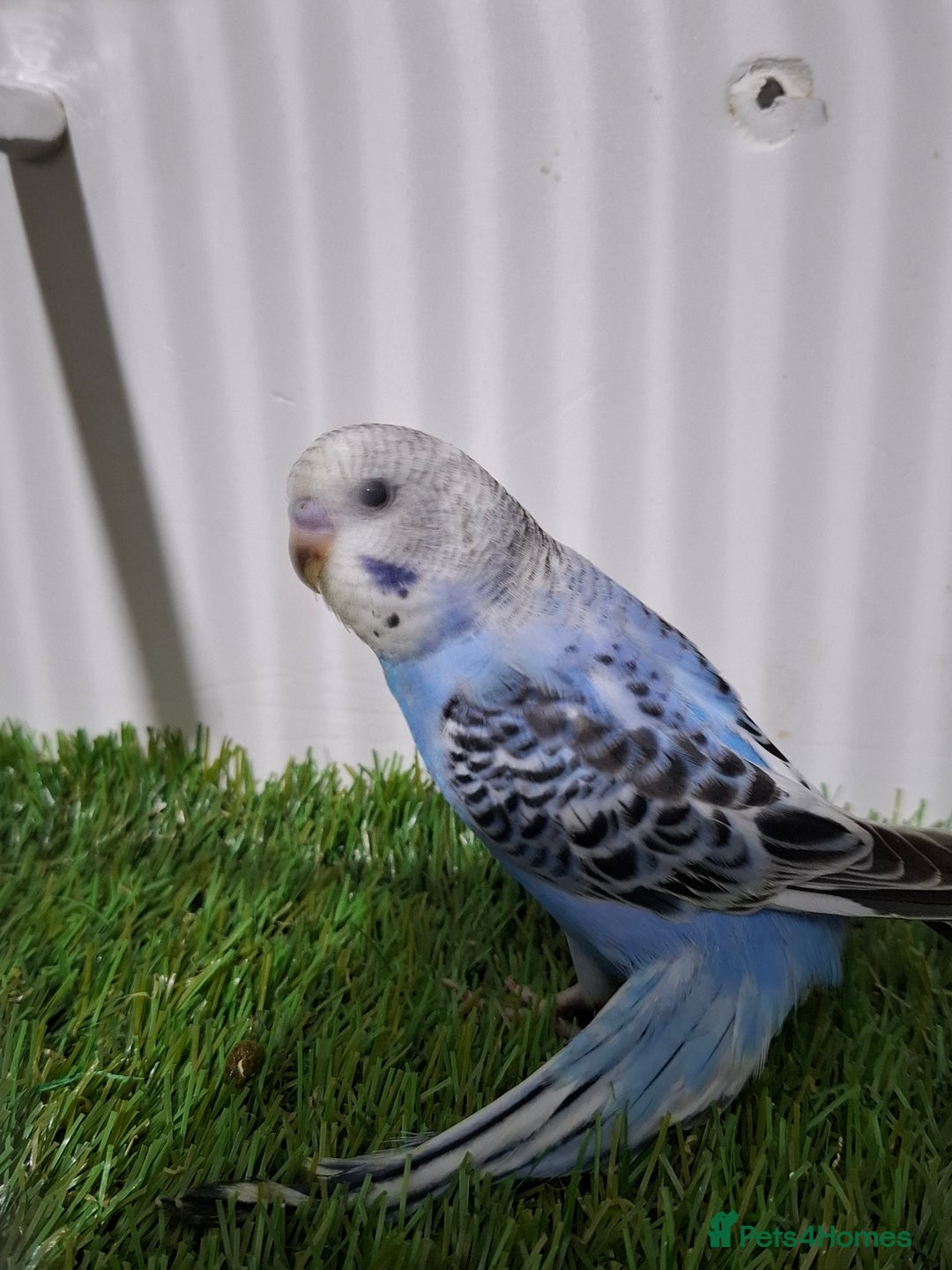 Budgerigars birds for sale: Budgies for sale  - Advert 5