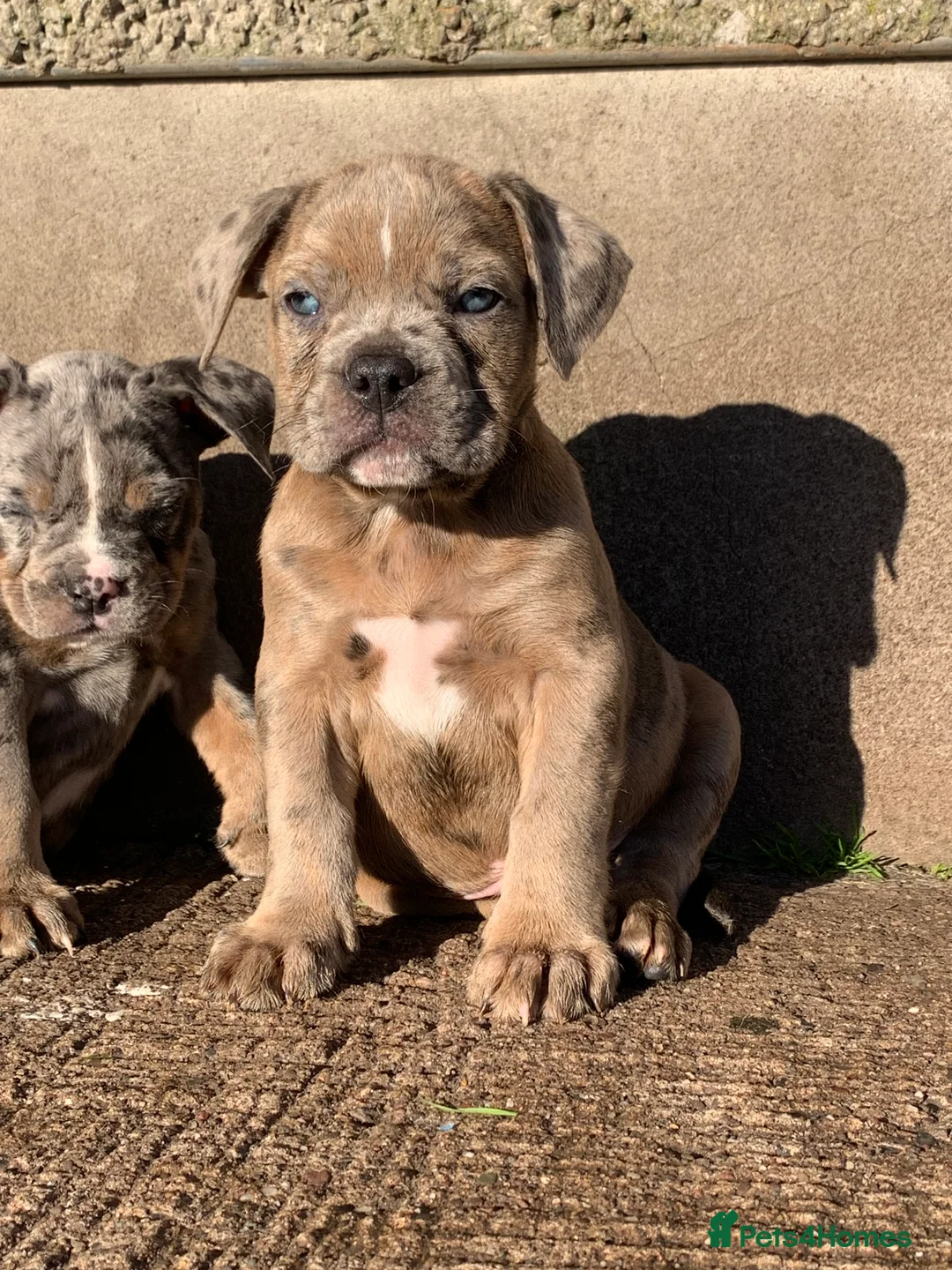 Olde English Bulldogge dogs for sale: Olde English bulldogges generational  - Advert 20