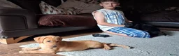 Labrador Retriever dogs for sale: Kc reg fox red labs - Advert 7