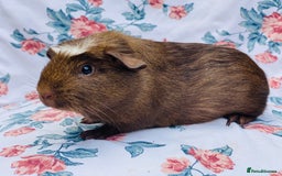 Guinea Pig rodents for sale: Pretty mix of baby boy Guineapigs  in Brighton - Image 12
