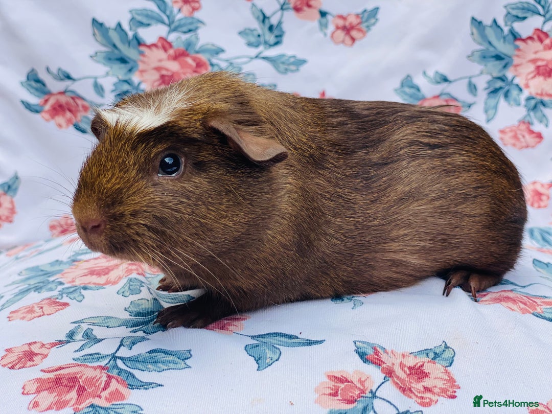 Guinea Pig rodents for sale: Pretty mix of baby boy Guineapigs  in Brighton - Image 12