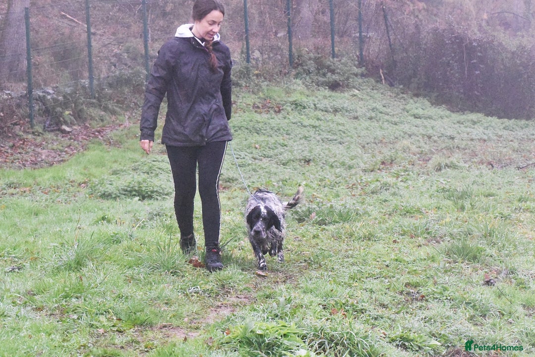 English Setter dogs for adoption: Aquiles - Advert 8