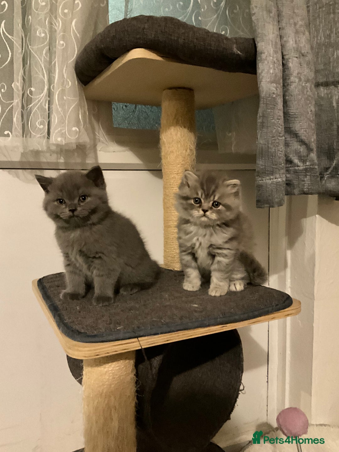 British Shorthair cats for sale: Ready to go amazing kitties  - Advert 1