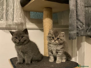 British Shorthair cats Ready to go amazing kitties - Advert 2