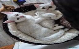 British Shorthair cats for sale: British shorthair - Image 6