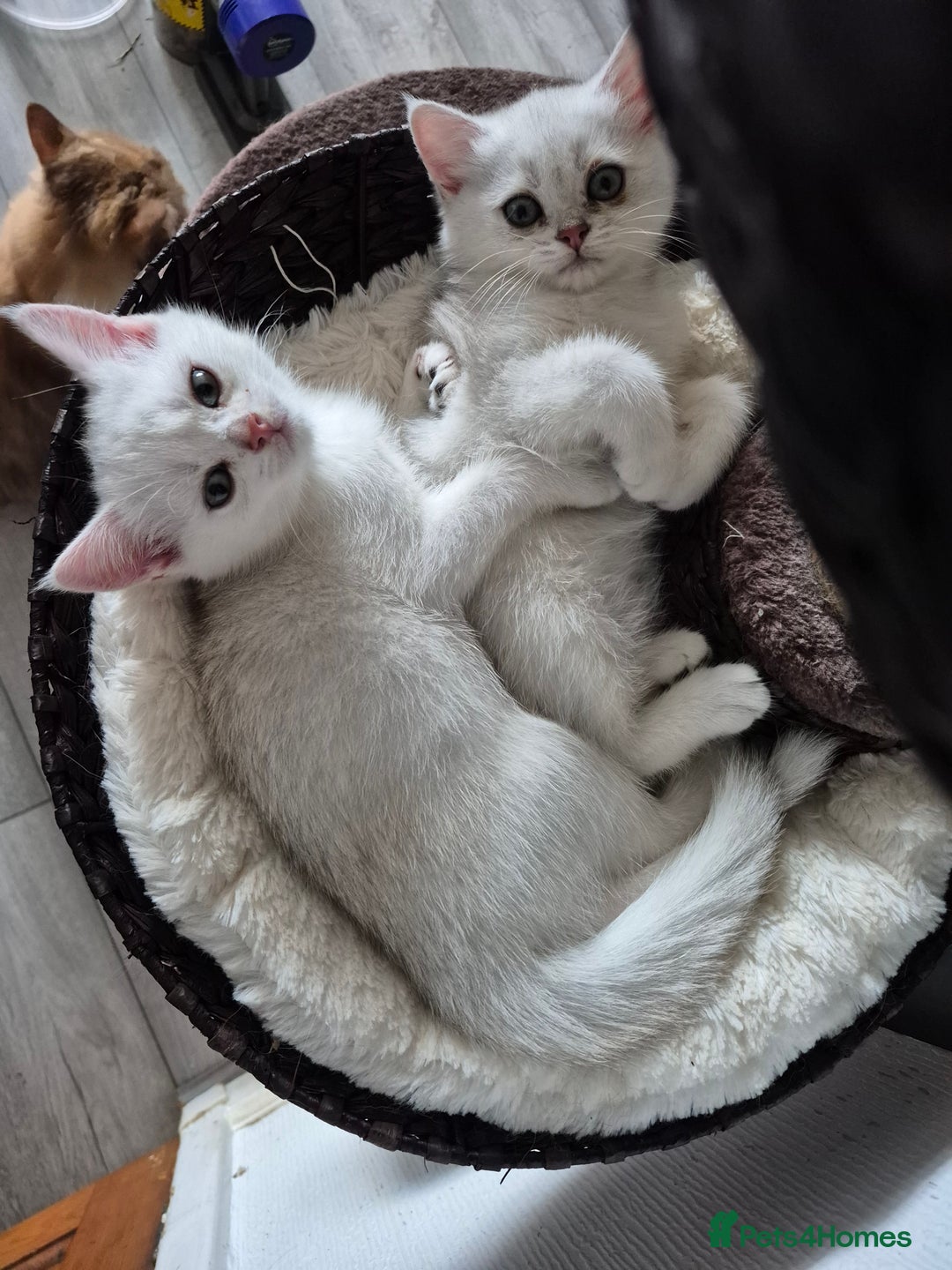 British Shorthair cats for sale: British shorthair - Image 6