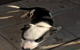 Mixed Breed dogs for sale: Border collie x Cockapoo  - Image 10