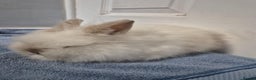 Mini Lion Lop rabbits for sale: Stunning Double Maned, Mini Lionlop Babies - Advert 4