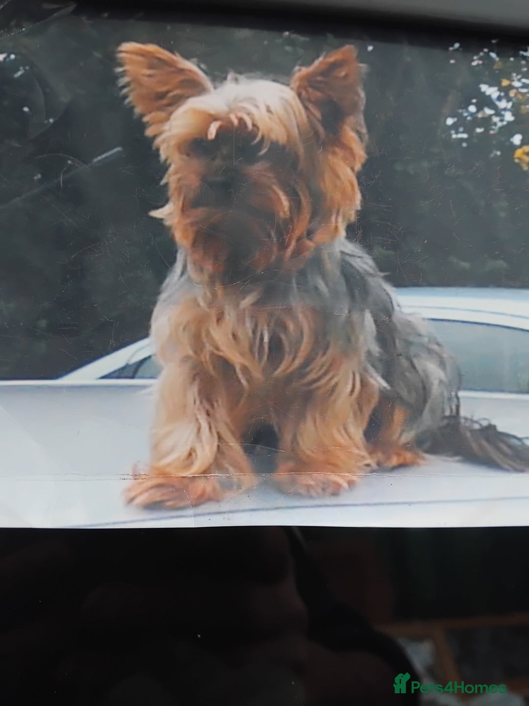 Yorkshire Terrier dogs for sale: Yorkshire puppies, 9 week cold  **  size. Two li - Advert 13