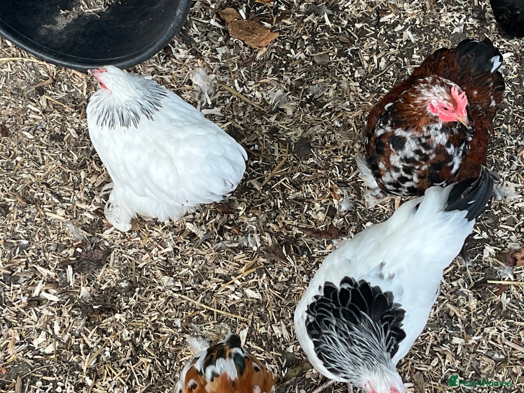 Chickens poultry for sale: Pekin bantams  - Image 4