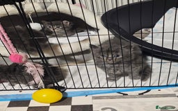 British Longhair cats for sale: 5 little kittens  - Advert 3