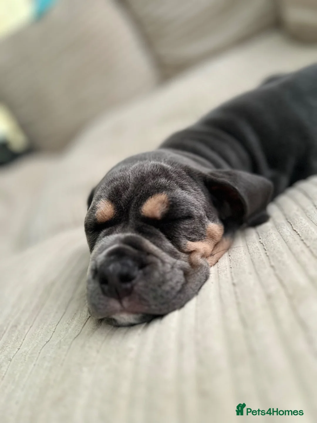 Mixed Breed dogs for sale: Bear  in Looe - Advert 2