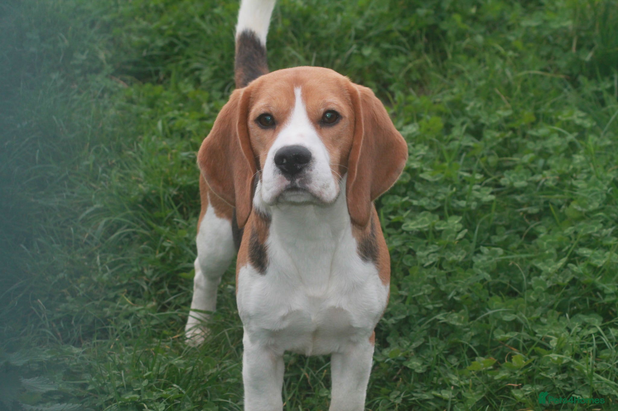 Beagle dogs 2 year old boy - Advert 6