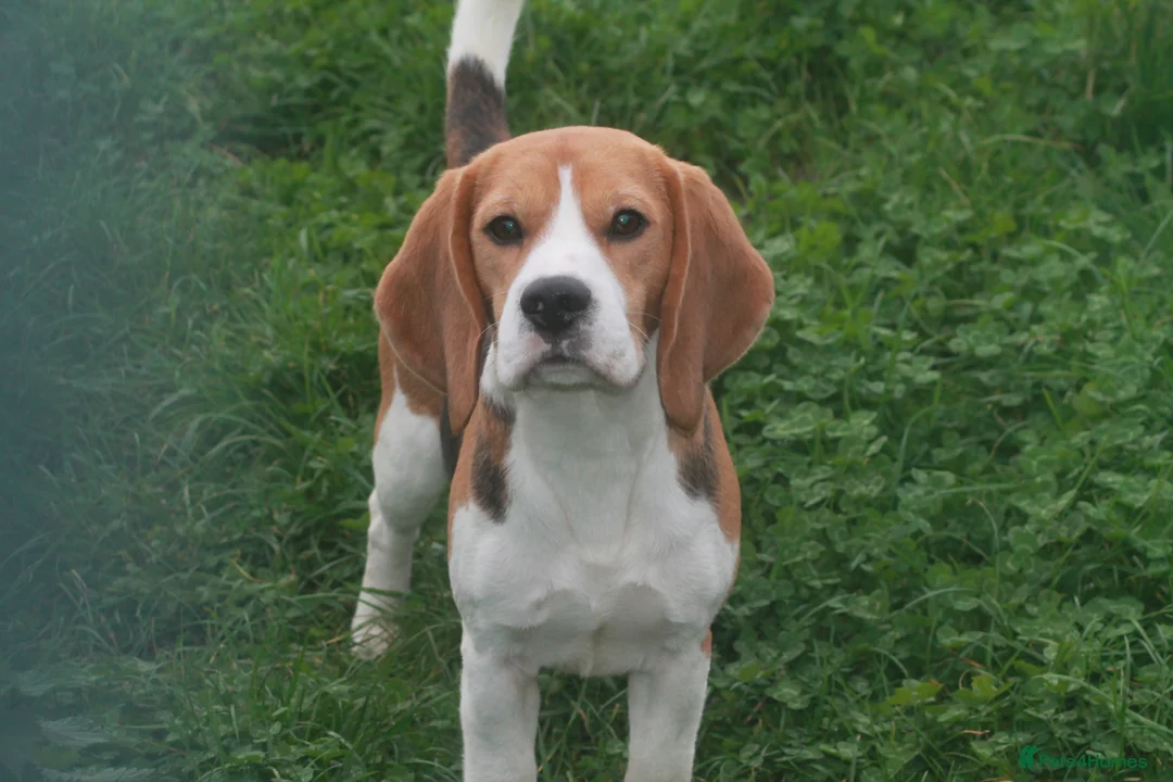 Beagle dogs for sale: 2 year old boy - Advert 1